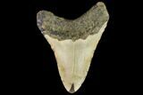 Fossil Megalodon Tooth - North Carolina #109813-2